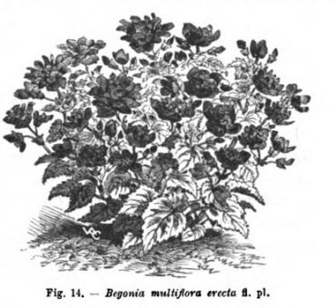 B. ‘Multiflora Erecta’